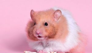 Preview wallpaper hamster, fluffy, food, color