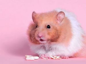 Preview wallpaper hamster, fluffy, food, color