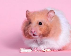 Preview wallpaper hamster, fluffy, food, color
