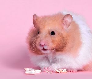 Preview wallpaper hamster, fluffy, food, color