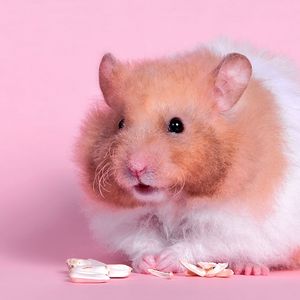 Preview wallpaper hamster, fluffy, food, color