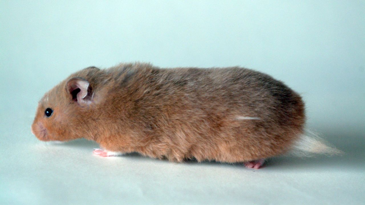 Wallpaper hamster, fluffy, thick