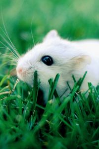 Preview wallpaper hamster, grass, rodent, crawling