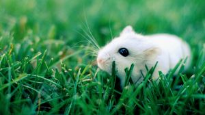 Preview wallpaper hamster, grass, rodent, crawling