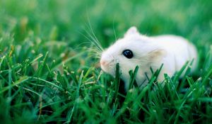 Preview wallpaper hamster, grass, rodent, crawling