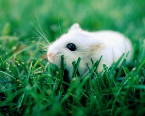 Preview wallpaper hamster, grass, rodent, crawling