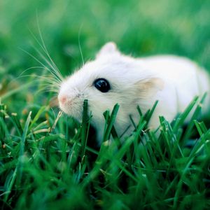 Preview wallpaper hamster, grass, rodent, crawling