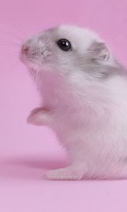 Preview wallpaper hamster, pink, baby, seeds
