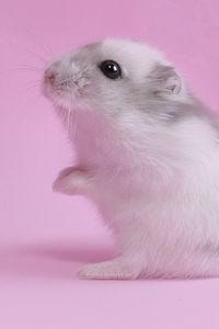 Preview wallpaper hamster, pink, baby, seeds