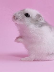 Preview wallpaper hamster, pink, baby, seeds