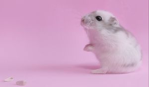 Preview wallpaper hamster, pink, baby, seeds