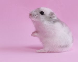 Preview wallpaper hamster, pink, baby, seeds