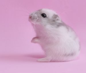 Preview wallpaper hamster, pink, baby, seeds