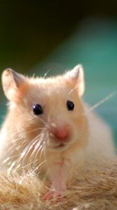 Preview wallpaper hamster, rodent, animal, cute