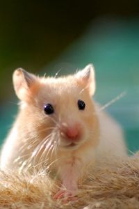 Preview wallpaper hamster, rodent, animal, cute