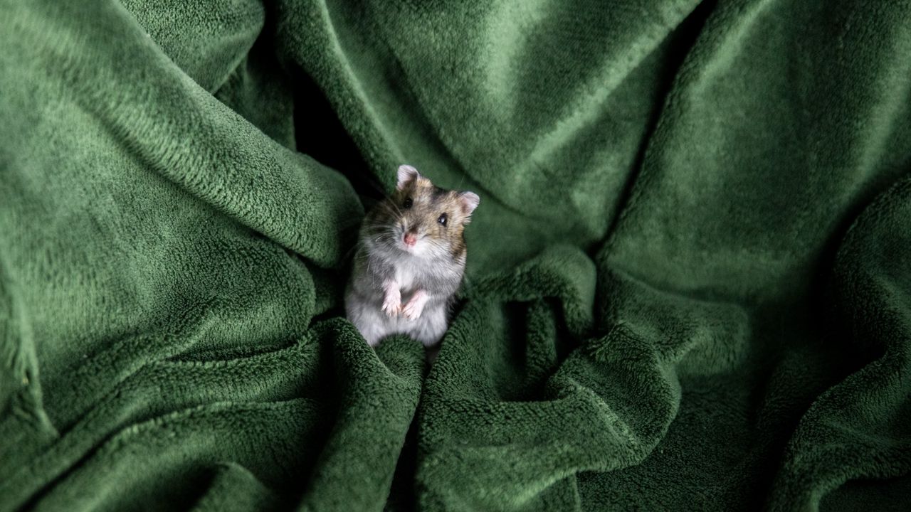Wallpaper hamster, rodent, blanket, pet