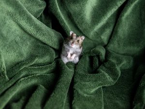 Preview wallpaper hamster, rodent, blanket, pet