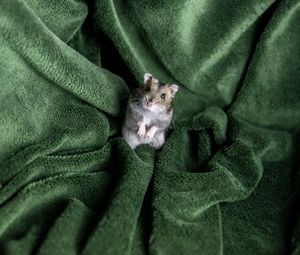 Preview wallpaper hamster, rodent, blanket, pet