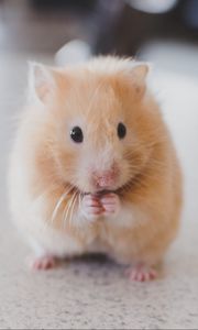 Preview wallpaper hamster, rodent, cute