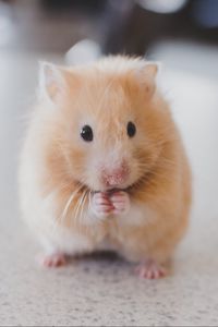 Preview wallpaper hamster, rodent, cute