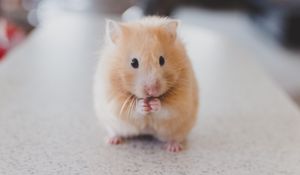 Preview wallpaper hamster, rodent, cute