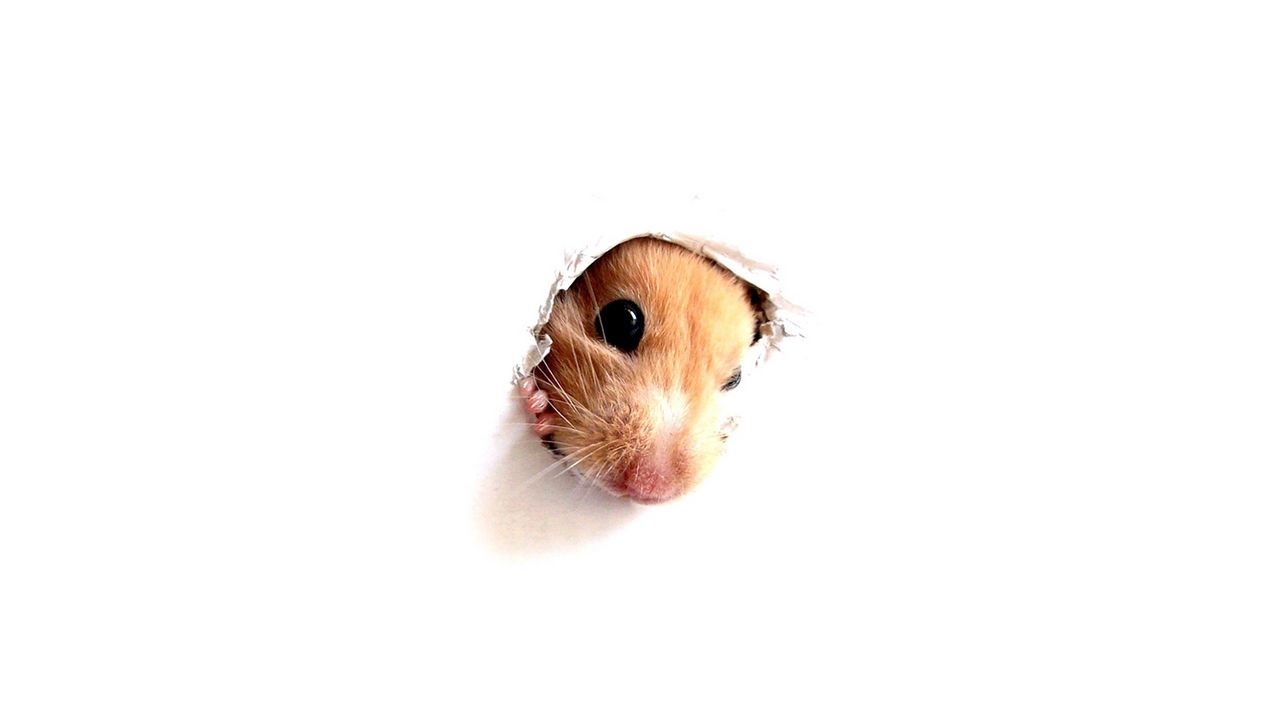 Wallpaper hamster, rodent, face, paper, hole