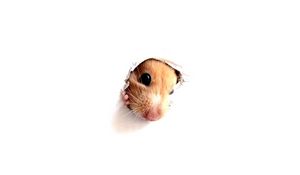 Preview wallpaper hamster, rodent, face, paper, hole