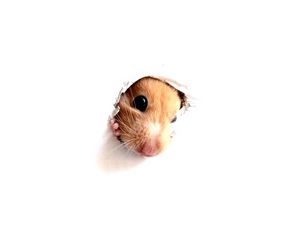 Preview wallpaper hamster, rodent, face, paper, hole