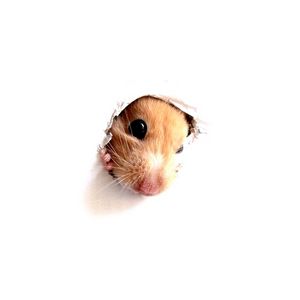 Preview wallpaper hamster, rodent, face, paper, hole