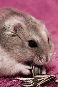 Preview wallpaper hamster, seeds, food, mat