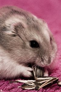 Preview wallpaper hamster, seeds, food, mat