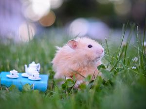 Preview wallpaper hamster, tea party, game, grass