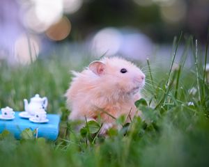 Preview wallpaper hamster, tea party, game, grass