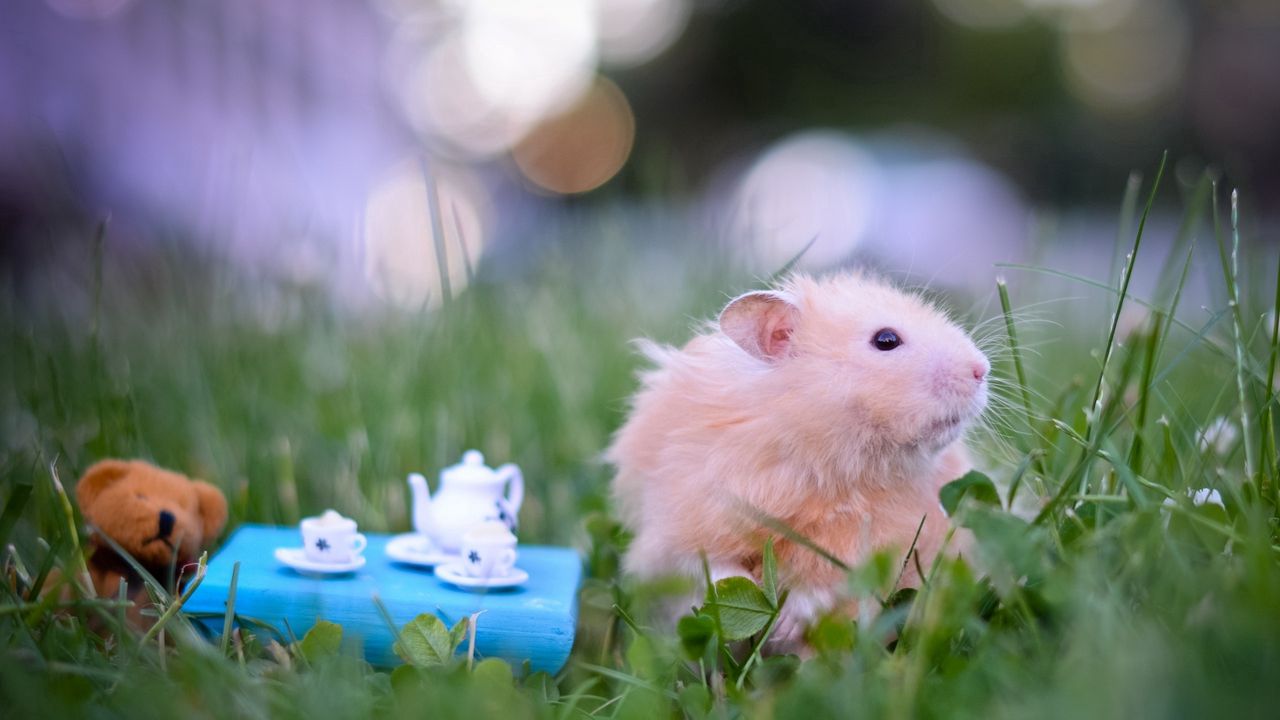 Wallpaper hamster, toys, grass, fluffy