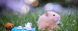 Preview wallpaper hamster, toys, grass, fluffy