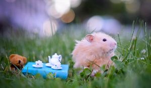 Preview wallpaper hamster, toys, grass, fluffy