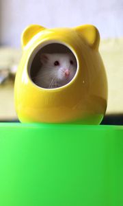 Preview wallpaper hamster, white, tail, teeth, nose
