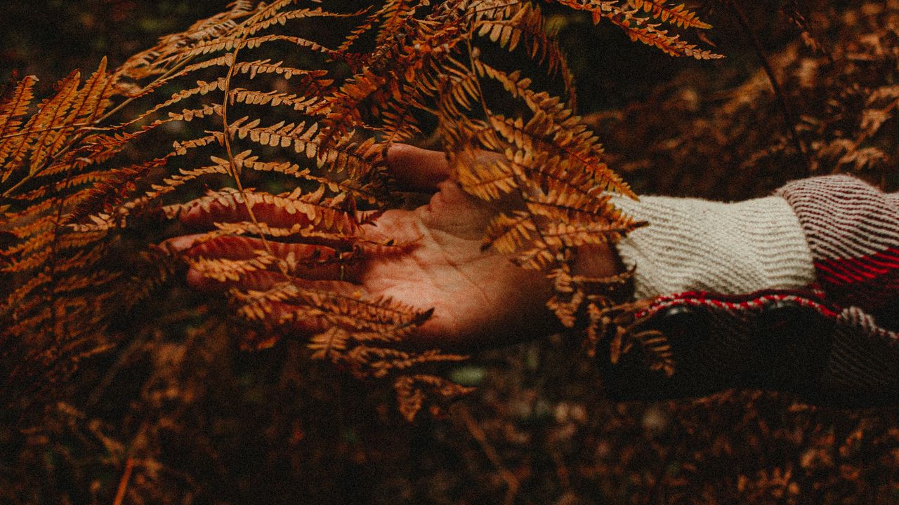 Wallpaper hand, branch, autumn, leaves