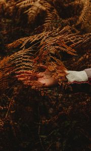 Preview wallpaper hand, branch, autumn, leaves
