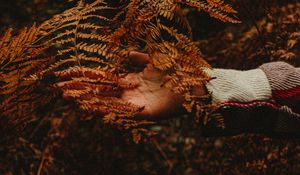 Preview wallpaper hand, branch, autumn, leaves