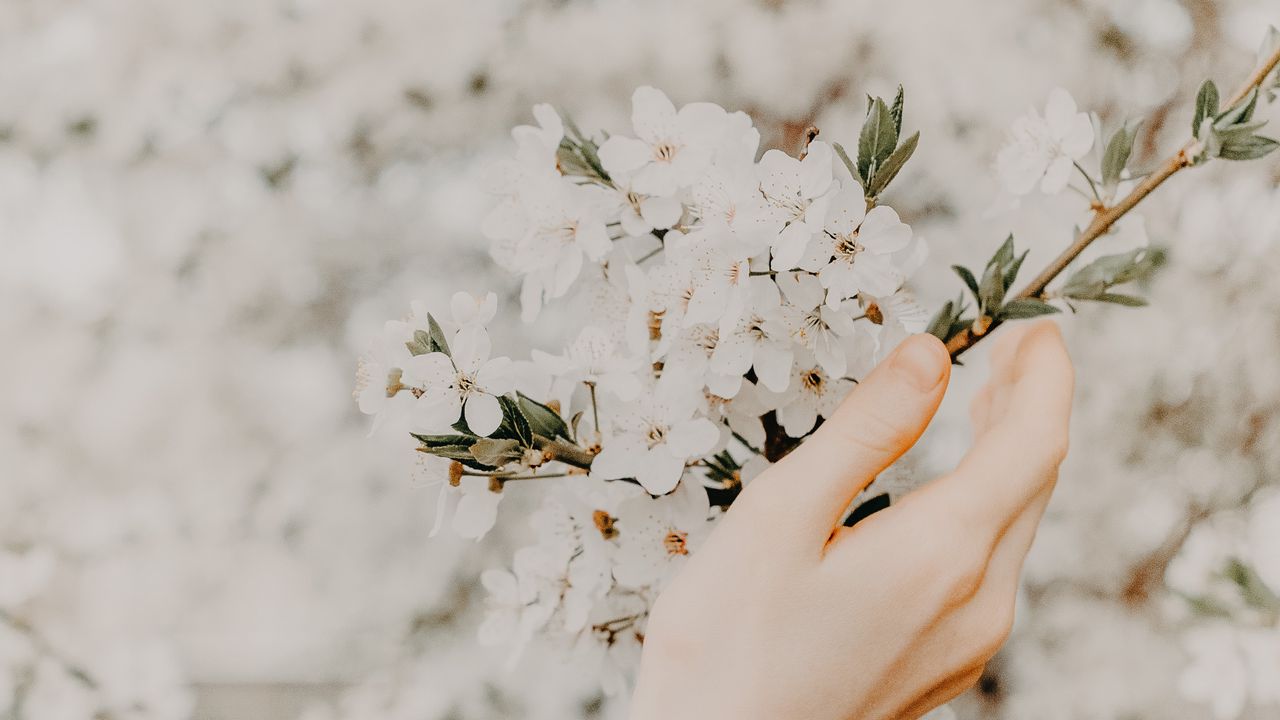 Wallpaper hand, branch, flowers, sakura, spring, tenderness