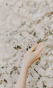 Preview wallpaper hand, branch, flowers, sakura, spring, tenderness