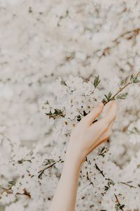 Preview wallpaper hand, branch, flowers, sakura, spring, tenderness