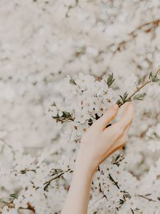 Preview wallpaper hand, branch, flowers, sakura, spring, tenderness
