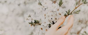 Preview wallpaper hand, branch, flowers, sakura, spring, tenderness