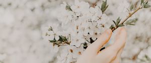 Preview wallpaper hand, branch, flowers, sakura, spring, tenderness