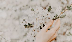 Preview wallpaper hand, branch, flowers, sakura, spring, tenderness