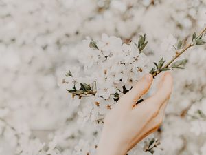 Preview wallpaper hand, branch, flowers, sakura, spring, tenderness