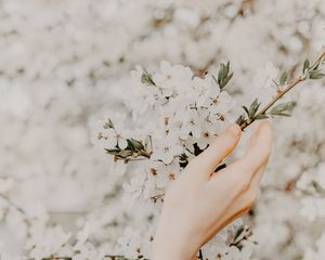 Preview wallpaper hand, branch, flowers, sakura, spring, tenderness