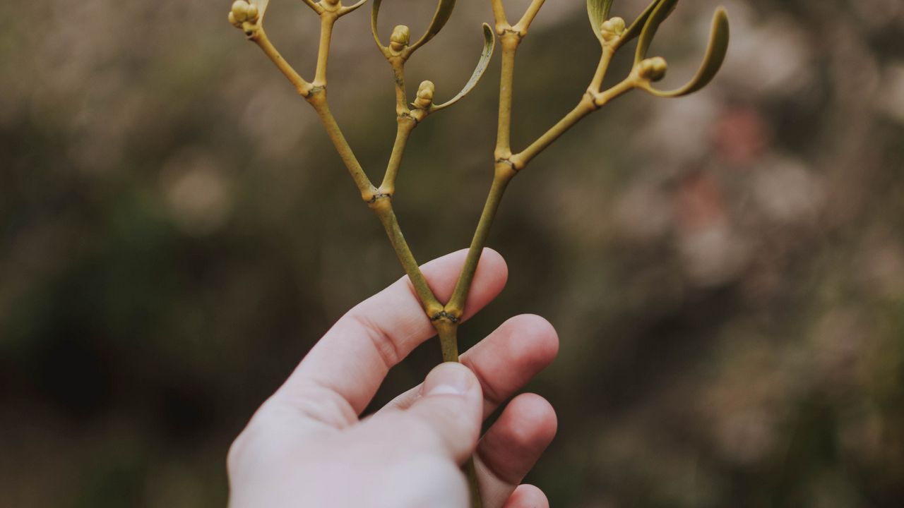 Wallpaper hand, branch, leaves, stem